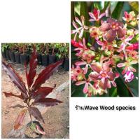 ราคา ต้นพันธุ์ตีนเป็ดแดง (8028274023)