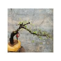 ราคา ตะโก ต้นสูง 40 ซม. ระยะพุ่ม 58 ซม. (20946715510)