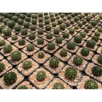 ราคา เมโลแคคตัส melocactus กระบองเพชร (5487907429)