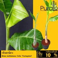 ราคา ต้นกล้วยด่าง กล้วยตานีด่าง Musa ballbisiana Colla 'Variegated' #ไม้ด่าง #Variegated (20291408212)