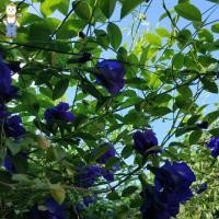 ราคา 20 เมล็ด เมล็ดพันธุ์ ดอกอัญชัน อัญชันสีม่วง กลีบซ้อน (Butterfly Pea Seed) บรรจุ ปลูกง่าย อัตราการงอกสูงง่าย ๆ (46301416184)