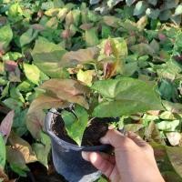 ราคา เเม่พันธุ์ ออมนาค กระถาง 5 นิ้ว ต้นใหญ่ ต้นออมนาค ไหลมาเทมา ไม่ใช่ ไม่ใช่ ต้นออมเงิน (12057805405)