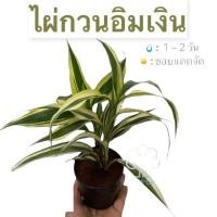 ราคา ต้นไผ่กวนอิม ต้นไม้มงคล (4162091918)