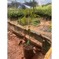 ราคา ต้นทุเรียนจันทบุรี2 ชะนีผสมพวง​มณี​ (20726276322)