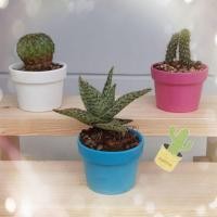 ราคา กระถางดินเผา กระถางต้นไม้เซรามิค กระถางแคคตัส FanCy 3 สี หวานๆ✅ ขนาด 2.5 นิ้ว สูง 2 นิ้ว สีสวย สดใส วัยหวาน (7336024454)