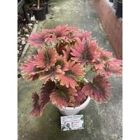 ราคา ต้นฤาษีผสมสวยๆราคาถูก (21251381175)