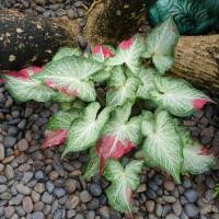 ราคา บอนสีชายชล​ ไข่บอนชายชล (11330398743)