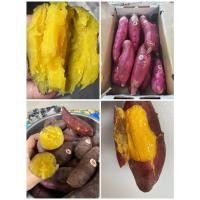 ราคา สด ใหม่ จาก ฟาร์ม ทุกวัน มันญี่ปุ่น ยกลัง 5กิโลกรัม พร้อมส่ง (24682074433)