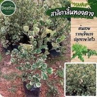 ราคา ต้นสาริกาลิ้นทอใบด่าง ไม้มงคล (27687545531)