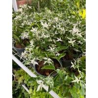 ราคา ต้นโมกด่าง โมกด่างแคระ#กระถาง 5-6 นิ้ว (2917369651)