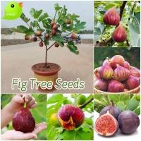 ราคา 600 เมล็ด เมล็ดมะเดื่อฝรั่ง Figs สายพันธุ์ ของแท้ 100% มะเดื่อฝรั่ง หรือ ลูกฟิก Fig Seeds for Planting (42174859947)