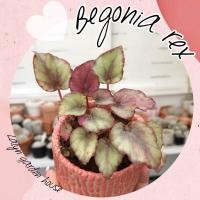ราคา Begonia rex ใบสีชมพู ชอบอยู่ในร่มและที่ชื้นนะคะ ไม้ใบสวยเหมาะกับการให้ของขวัญคนรัก (20288090786)