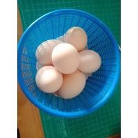 ราคา ไข่ไก่ดำ ไก่ดำภูพาน ไข่เชื้อ(สำหรับเคลม) (19182149583)