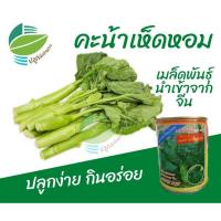 ราคา เมล็ด​พันธุ์​ คะน้าเห็ดหอม คะน้าหวาน (500 กรัม / 50 กรัม) (21262499382)