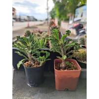 ราคา ยูโฟเบียไดโนเสาร์กระถาง2" (14290964851)