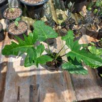 ราคา พลูจีบด่างลายเมฆ Philodendron Golden dragon (10033628178)