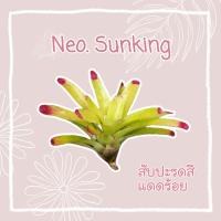 ราคา สับปะรดสี Neo Sunking (หน่อ) (15179861993)