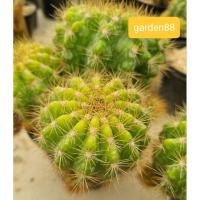 ราคา echinopsis calochlora k.schum แคคตัสดาวล้อมเดือน แคคตัส กระบองเพชร (22826069447)
