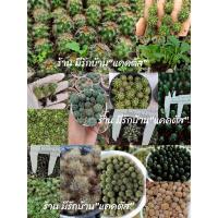 ราคา ต้นกระบองเพชรราคาถูก แคคตัส กระบองเพชร (9553269718)