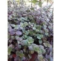 ราคา ริบบิ้นชาลีด่างชมพู ไม้พุ่มน่ารัก (13650841155)