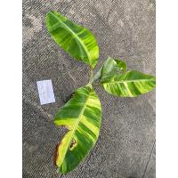 ราคา ต้นกล้วยน้ำว้ามะลิอ่องด่าง ต้นที่ส่ง คือ ต้นในรูปรับประกันความเสียหายจากการขนส่ง (13321203042)