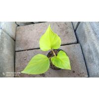 ราคา ต้นพัดโบกสีทอง (ไม้หน่อ) (23017370822)