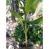 ราคา ส้มโอทับทิมสยามเสียบยอด (22546385226)