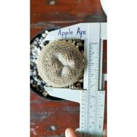 ราคา Mammillaria Microthele 3 ตา ตัวสุดท้าย (8810777502)