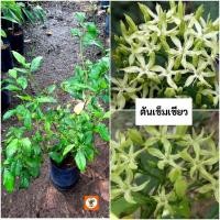 ราคา ต้นเข็มเขียว เข็มเขียว บุหงารำไป (25990994201)