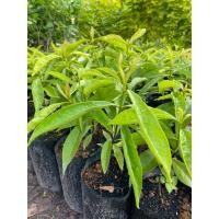 ราคา ต้นชะมวง ไม้กินใบมีรสชาติเปรี้ยว (16394429527)