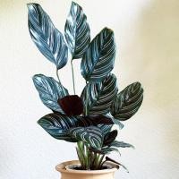 ราคา คล้าขุนแผน ดูดทรัพย์ เรียกทรัพย์ Calathea Ornata คล้าเสน่ห์ขุนแผน คล้าขุนแผนเรียกทรัพย์ ต้นคล้าขุนแผน (13522796937)