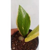 ราคา ใบชำกวักมรกตด่างแบบใบคู่ด่างสวยมาก (12512509041)