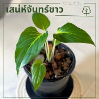 ราคา เสน่ห์จันทร์ขาว ว่านเสน่ห์จันทร์ขาว ว่านมหามงคล เสริมบารมี ไม้มงคล เสน่ห์จันทร์ ต้นไม้ประดับ ต้นจันทร์ขาว (11381109433)