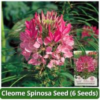 ราคา เมล็ดพันธุ์ ผักเสี้ยนฝรั่ง 6เมล็ด/แพ็ค Cleome Spinosa Flower Seeds เมล็ดดอกไม้ บอนสีราคาถูก เมล็ดบอนสี ต้นไม้มงคล บอนสี (28234023803)