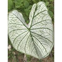 ราคา บอนสี ราชินีใบไม้ บอนสีอิเหนาขาว (6169184106)