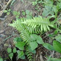 ราคา เฟินป่าตกแต่งสวนสามารถทานได้ (11116798794)