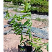 ราคา ต้นลำดวนหรือต้นหอมนวลต้นพันธุ์สูง50-70เซนฯไม้ประดับดอกมีกลิ่นหอมสามารถนำมาสกัดเป็นน้ำมันหอมระเหยได้ (7834842927)