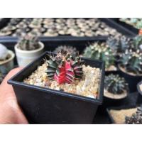 ราคา ยิมโน คาไลเซียม ด่างสวย (3231877971)