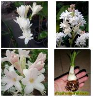 ราคา (5หัว) (ขาย หัวพันธุ์) ดอกซ้อน ต้น ดอก หัว ดอกซ่อนกลิ่น ดอก สีขาว เบนซ์ สีชมพู ดอกซ้อน (5662971663)