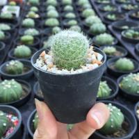 ราคา ต้นกระบองเพชร,แคคตัส Mammillaria germinispina Cactus แมมเข็มเงิน (5535114006)