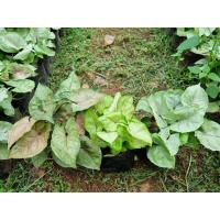 ราคา ออมสามกษัตริย์ออมเงินออมทองออมนาค 1ชุด3ต้น (15481267102)