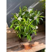 ราคา ต้นพุดศุภโชค#กระถาง 5-6 นิ้ว (3879765551)