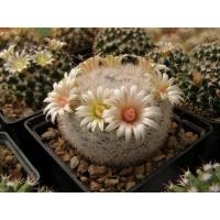 ราคา M3800 Mammillaria candida (25 เมล็ด) เมล็ดพันธุ์ กระบองเพชร แคคตัส แมมมิลลาเรีย เพาะเมล็ด แคคตัส Cactus (12403434307)