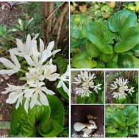 ราคา 5หัว ว่านนางคุ้ม ว่านนางคุ้ม ว่านผู้เฒ่าเฝ้าบ้าน ว่านนกคุ้ม / tikarus (10509326820)