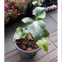 ราคา ว่านเสน่ห์จันทร์ขาว 200 ฿ ส่งพร้อมกระถาง (2805799311)