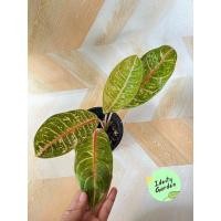 ราคา ต้นคู่บัลลังค์ ฟอกอากาศได้ ทั้งยังเป็นต้นไม้มงคลประดับบ้าน #อโกลนีมา (12949847946)