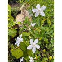 ราคา ต้นพุดพิชญา ไม้ประดับดอกสีขาว ออกดอกตลอดปี (29108128502)