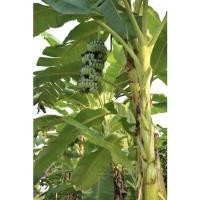 ราคา หน่อกล้วยน้ำหว้ามะลิอ่องแท้100% ซื้อ10หน่อขึ้นไปราคาส่ง20บาท/หน่อ (29307833814)