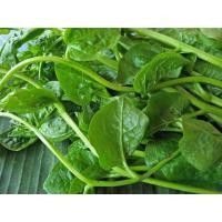 ราคา ต้นพันธุ์ ผักปลังเขียว ผักปลังยอดใหญ่ ถุงดำ 29 บาท พร้อมปลูก ผักปลังขาว ผักปลัง ใบสีเขียว (26024751816)