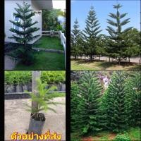 ราคา (2ต้น) ต้นกล้าสนฉัตร ต้นสนฉัตร ต้น สน ฉัตร สนฉัตร ต้นสน กล้าสนฉัตร นายพิชิต (18854280241)